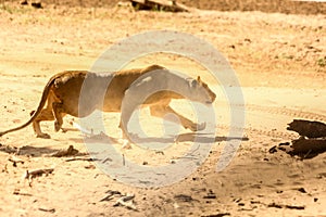 Beautiful shot of an African leopard fighting in a desert area making dust - survival concept photo