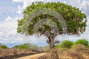 Beautiful shot of an African Sausage tree on the side of a dirt road