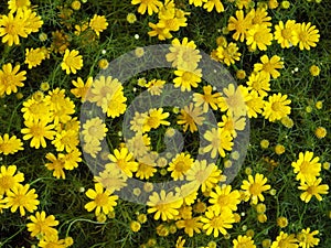 Beautiful shot of african yellow daisy flowers