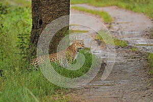 Beautiful shot of an alert leopard near a dirt trail on a field