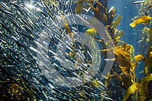 Beautiful shot of anchovies at monterey bay aquarium and group of gray fishes in sunlight