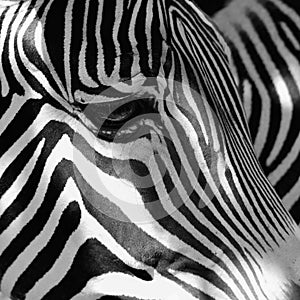 A beautiful shot of an animal in nature. Eye of zebra.