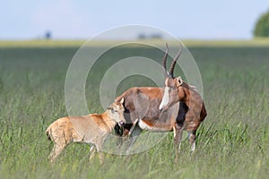 Beautiful shot of antelopes family standing in a green field