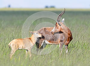 Beautiful shot of antelopes family standing in a green field