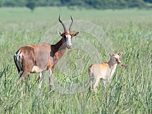 Beautiful shot of antelopes family standing in a green field