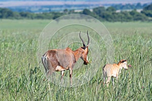 Beautiful shot of antelopes family standing in a green field