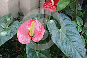 Beautiful shot of Anthurium Andre on sunlight in the garden