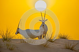 Beautiful shot of Arabian oryx antelope during the sunset