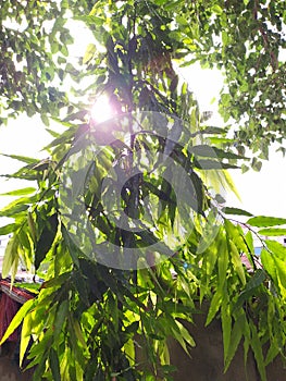 Beautiful shot of ashok tree.which has sun in front.