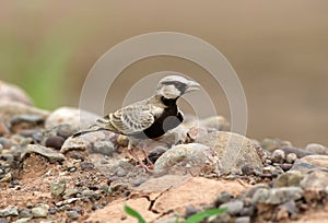 Ashy crowned lark photo