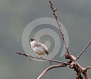 Ashy prinia photo