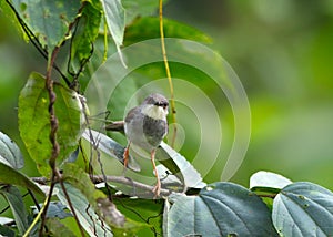 Ashy prinia photo