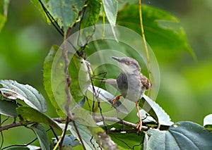 Ashy prinia photo