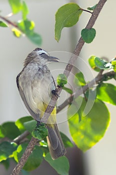 Beautiful shot of an Asian brown flycatcher bird on a tree branch. The background is blurry