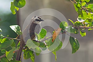 Beautiful shot of an Asian brown flycatcher bird on a tree branch. The background is blurry