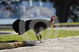 Beautiful shot of an Australian Brushturkey