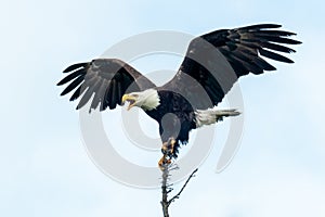 Beautiful shot of a Bald eagle posturing with wings outstretched and beak open