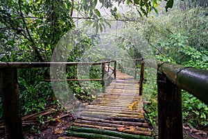 Beautiful shot of a bamboo bridge in a rainy jungle in the Philippines