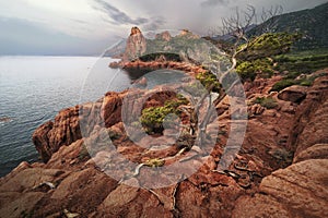 Beautiful shot of a bare tree grown through rock formations near the sea in Arbatax, Sardinia, Italy