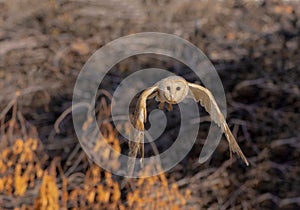 Beautiful shot of a barn owl flying over a landscape