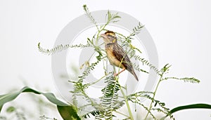 Baya weaver juvenile photo