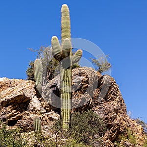 Beautiful shot of a beautiful Saguaro cactus in the Arizona desert on a sunny day