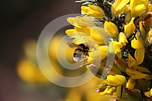 A beautiful shot of a bee landing on an pollenating a flower