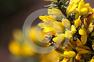 A beautiful shot of a bee landing on an pollenating a flower