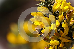 A beautiful shot of a bee landing on an pollenating a flower