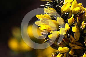 A beautiful shot of a bee landing on an pollenating a flower