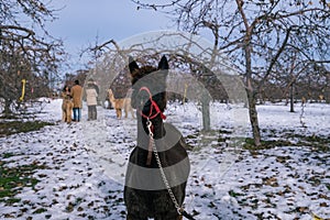 Beautiful shot of a black alpaca with brown fur and a headcollar in winter