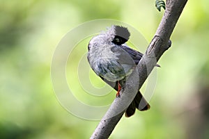 Black bulbul