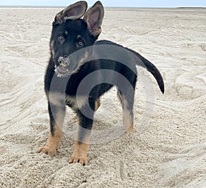 Beautiful shot of a black german shepherd standing in the sands during the daytime