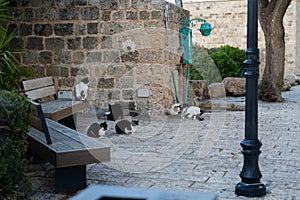 Beautiful shot of black and white cats in a neighborhood inTel Aviv in Yaffo Israel photo