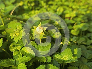 Beautiful shot of a blooming small yellow flower surrounded by lush green foliage