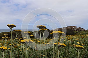 Beautiful shot of a blooming yellow flower field near the Tsitsikama waterfall hike, South Africa