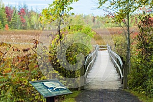 Beautiful shot of the boardwalk in the field n the Mer Bleue Conservation Area, Canada photo