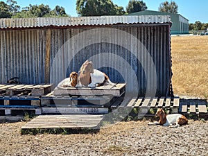 Beautiful shot of Boers (breed of meat goats) in front of corrugated iron cabin in Perth, Australia