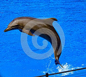 Beautiful shot of a bottlenose dolphin jumping out of pool water in a marine park