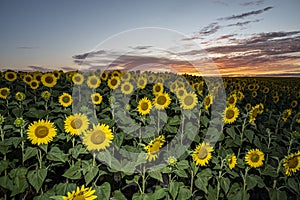 Beautiful shot of bright colored sunflowers in the field under the cloudy sky in the evening