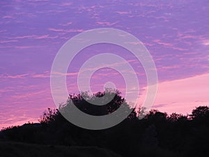 Beautiful shot of a bright purple pink sunset sky and black tree silhouettes