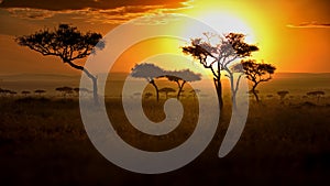 Beautiful shot of a bright sunset on a field in Masai Mara, Kenya