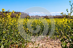 Beautiful shot of bright yellow canola flowers in the field under blue sky
