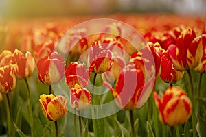 Beautiful shot of bright yellow and red tulips on a fiel