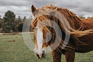 Beautiful shot of brown and white Icelandic horse on background of a farm