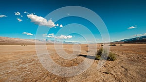 Beautiful shot of bushes in the desert of Death Valley, California