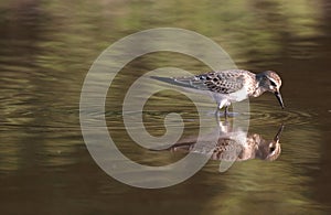 A beautiful shot of a calidris birds in a pond with reflections