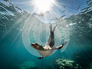 Beautiful shot of a California sea lion seal enjoying the rays of the sun in Baja California