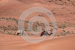 Beautiful shot of a camel on the sand dunes in the desert in Dubai, UAE