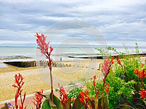 Beautiful shot of Cannaceae on the beach